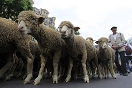 法国农民携牛带羊抗议政府出卖农民利益