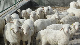 羊价连续上涨,那么养羊的 钱 景如何,你了解过吗